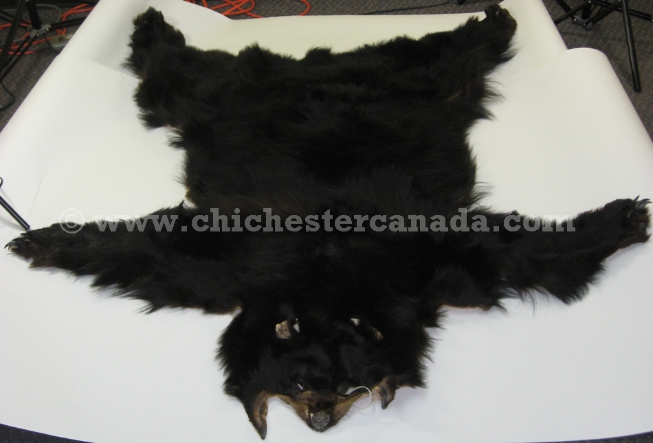 Black Bear Skins (tanned) and Black Bear Rugs or Bearskins or Bear Fur