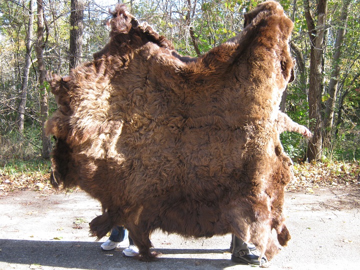 Buffalo Hides or Buffalo Skins or Buffalo Robes or Tanned Buffalo