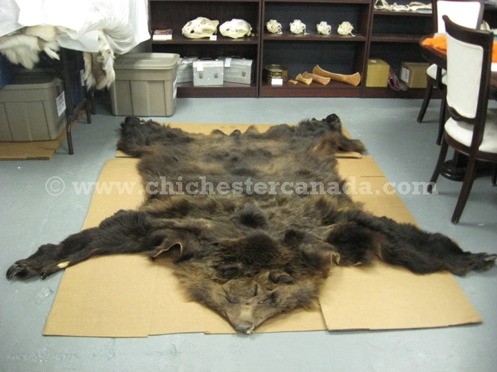 Grizzly Bear Hides, Grizzly Bear Skins