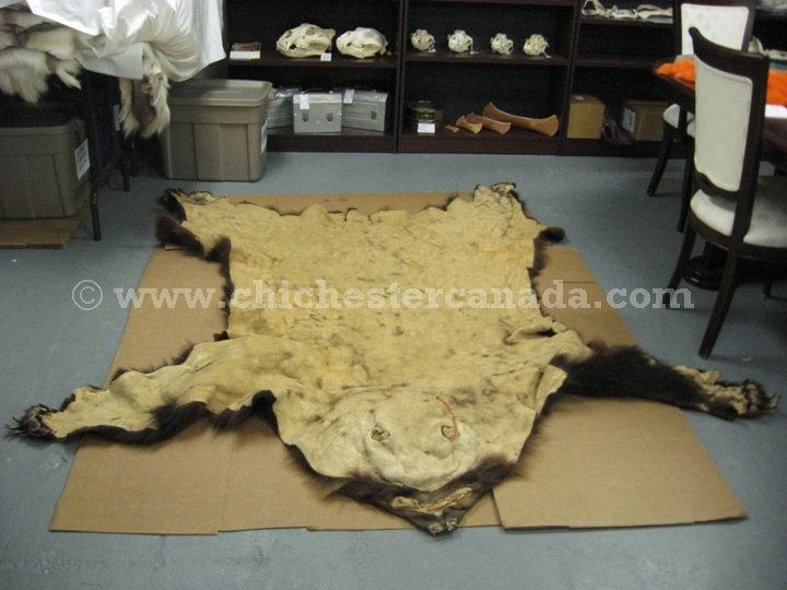 Grizzly Bear Hides, Grizzly Bear Skins
