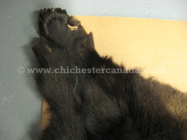 Grizzly Bear Hides, Grizzly Bear Skins