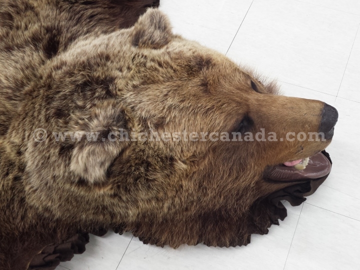Grizzly Bear Hides, Grizzly Bear Skins, Grizzly Bear Rugs