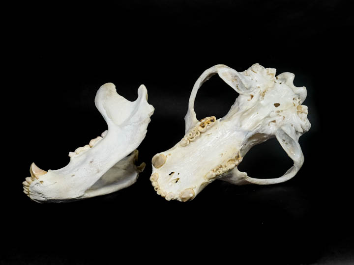 Grizzly Bear Skulls