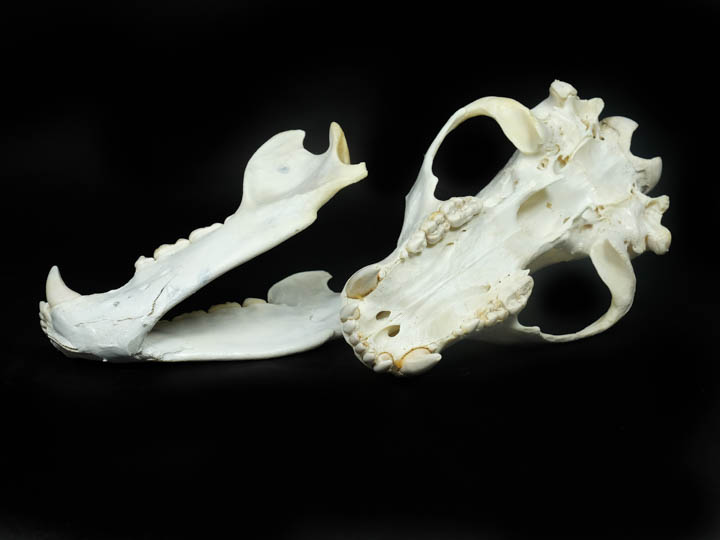 Grizzly Bear Skulls
