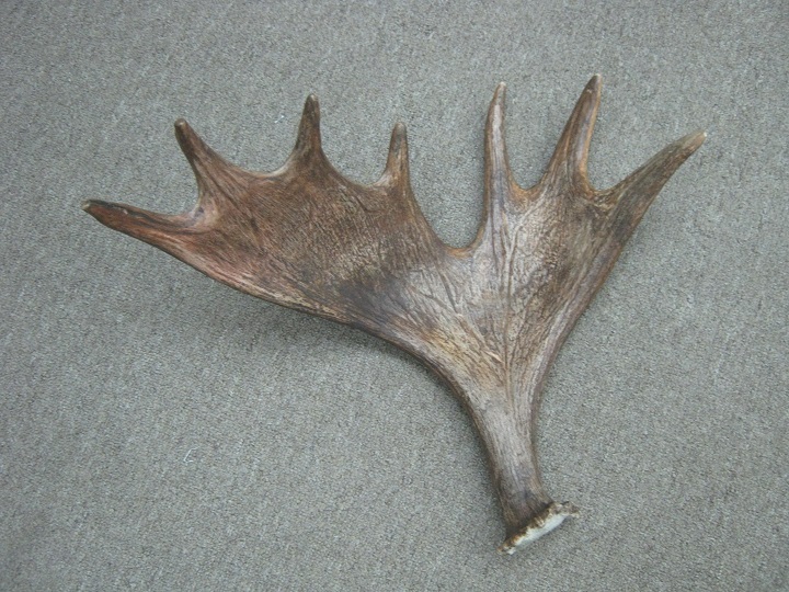 Whole Moose Antlers