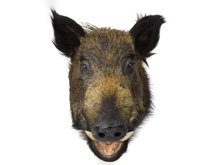 Mounted Wild Boar Heads