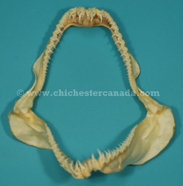 Sand Tiger Shark Jaws