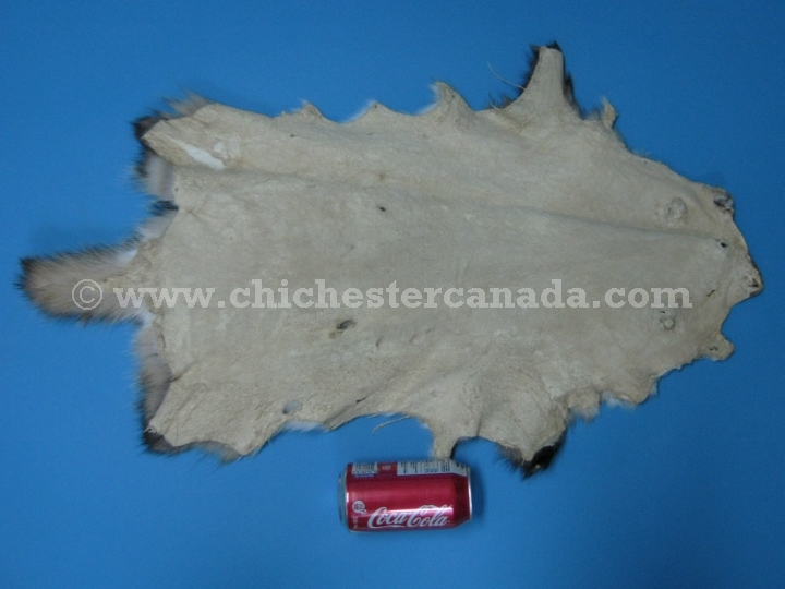 Badger Skins, Badger Hides, Badger Pelts