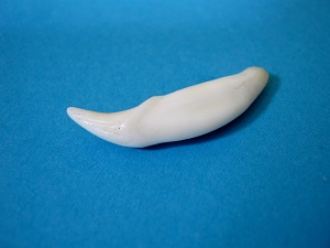 Racoon Teeth, Raccoon Canines, Raccoon Incisors