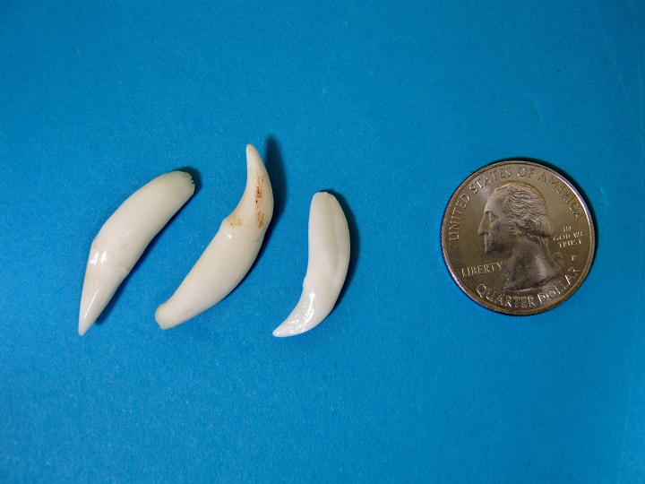Racoon Teeth, Raccoon Canines, Raccoon Incisors