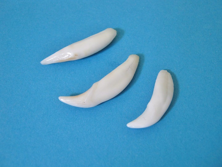 Racoon Teeth, Raccoon Canines, Raccoon Incisors
