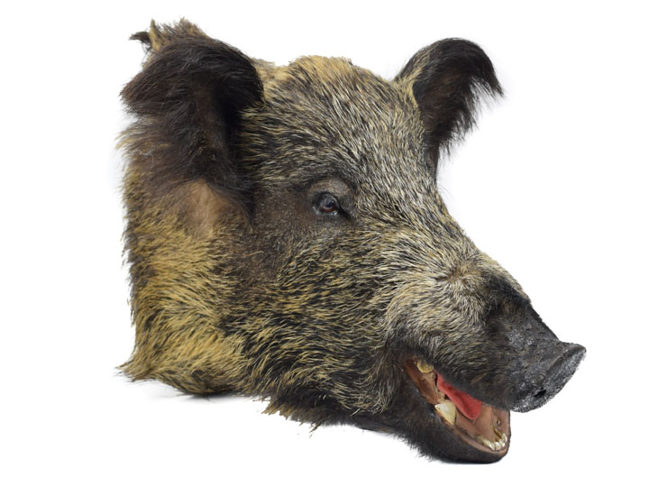 Mounted Wild Boar Heads
