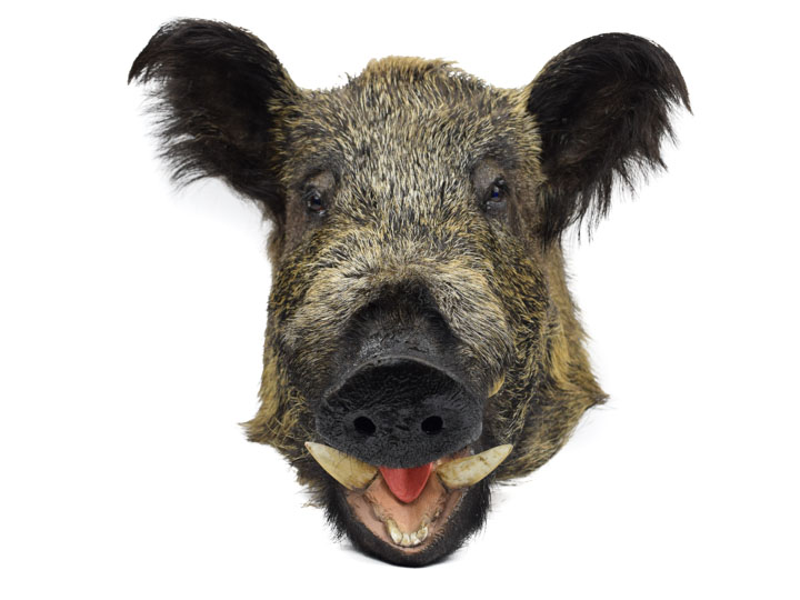 Mounted Wild Boar Heads