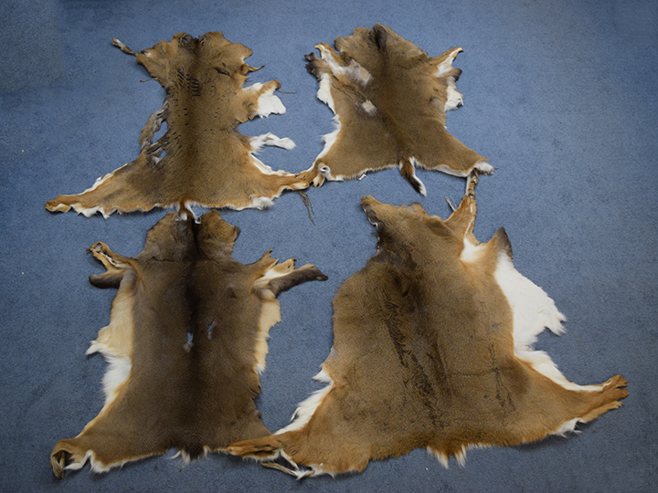 White Tail Deer Hides, White Tail Deerskins