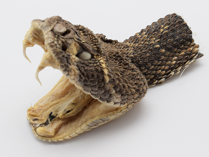 Rattlesnake Heads