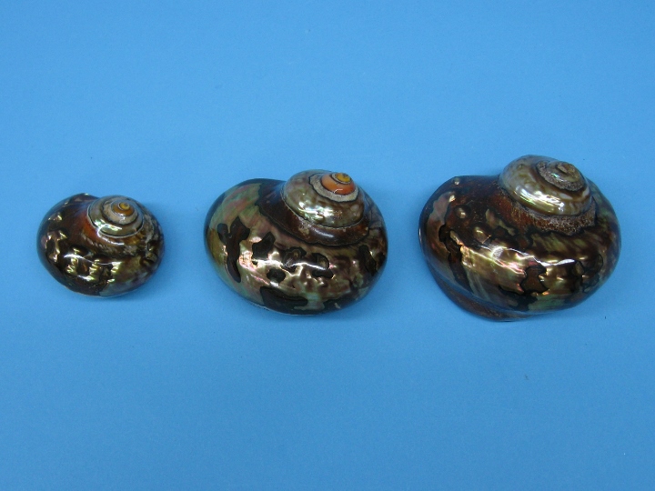 Turbo Shells, Polished Turbo Shells, South African Turbos