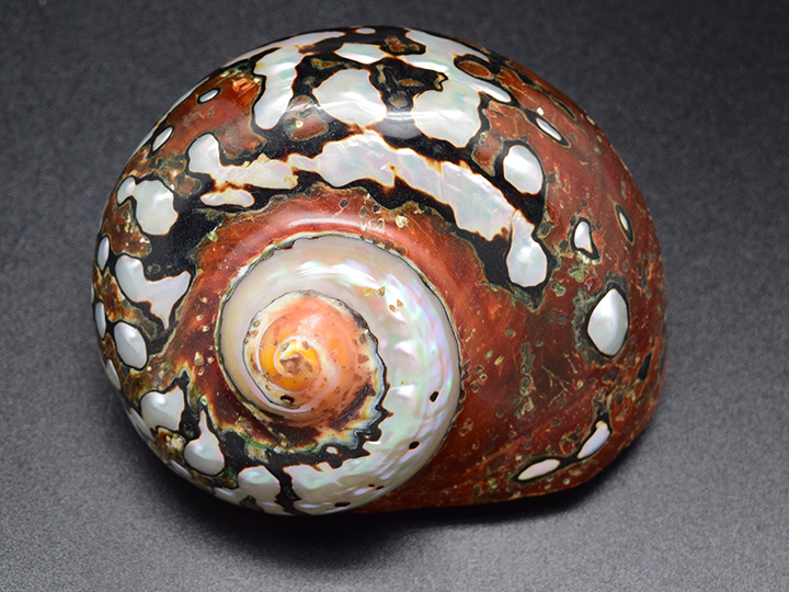 Turbo Shells, Polished Turbo Shells, South African Turbos