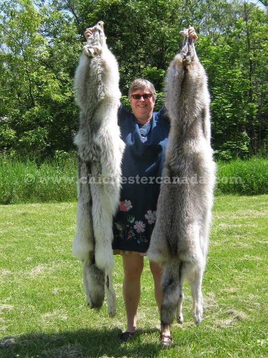 Timber Wolves Or Wolf Skins