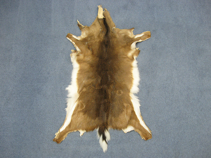 Whitetail Deer Hide Rugs Bryont Blog