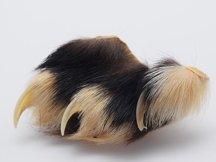 Wolverine Feet with Claws, Wolverine Paw Pieces